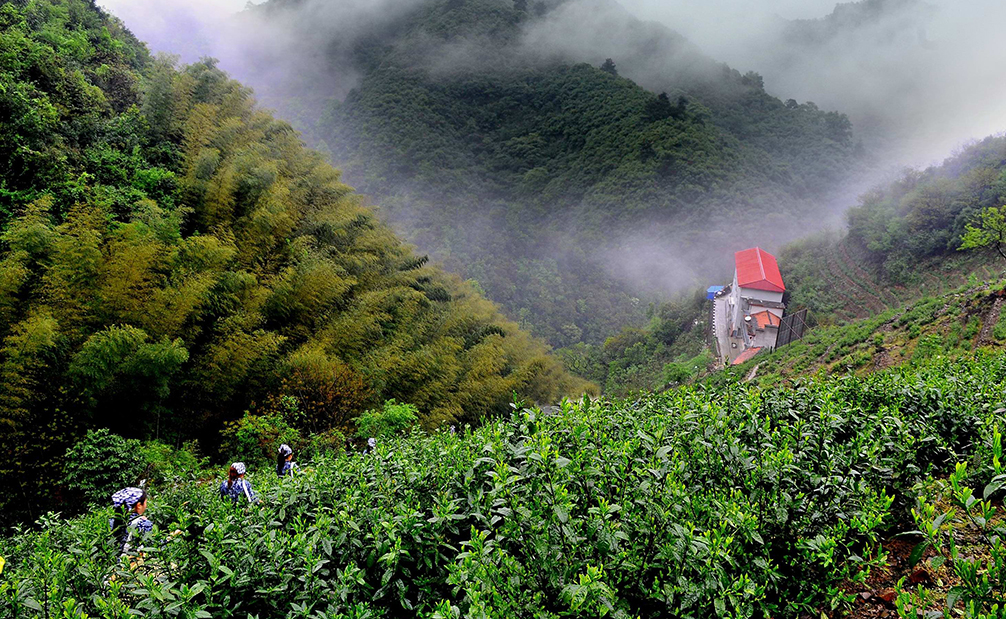 三大自主產(chǎn)權猴魁茶葉基地