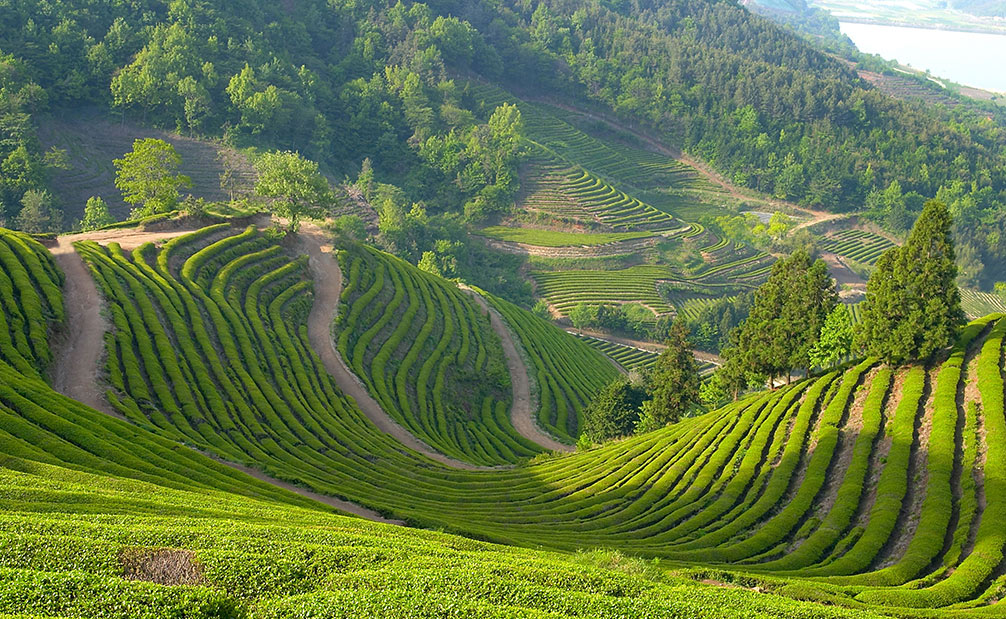 三大自主產(chǎn)權猴魁茶葉基地